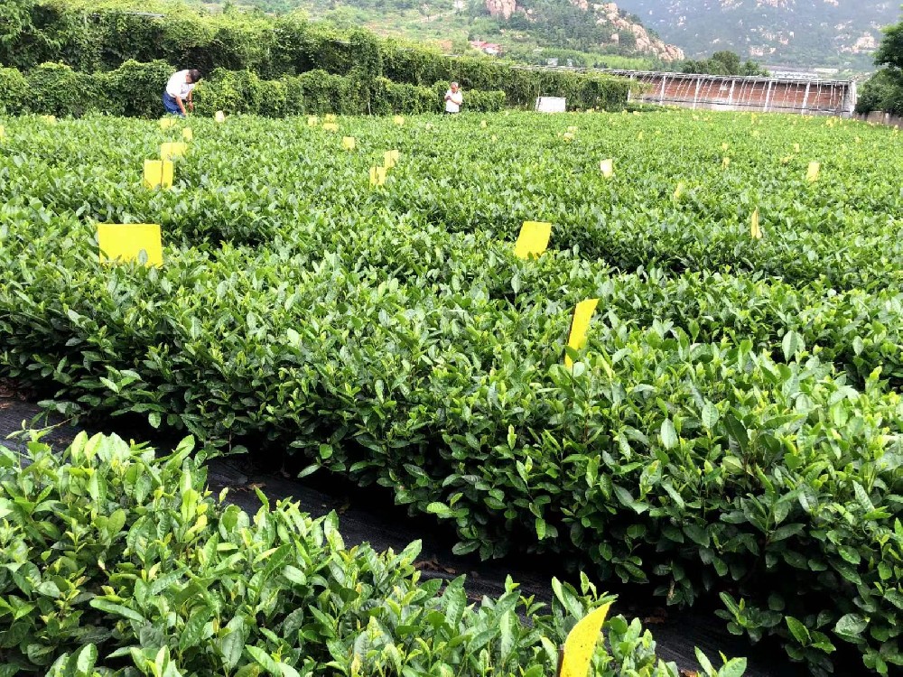 科技引領(lǐng) 嶗山茶品質(zhì)達(dá)到出口歐盟標(biāo)準(zhǔn)